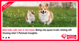 Dấu hiệu uốn ván ở chó mèo: Đừng chủ quan trước những vết thương nhỏ! | Petmall Insights