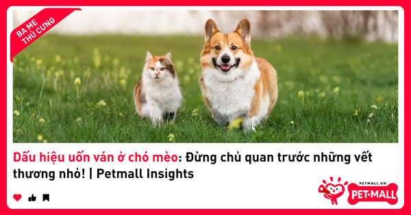 Dấu hiệu uốn ván ở chó mèo: Đừng chủ quan trước những vết thương nhỏ! | Petmall Insights
