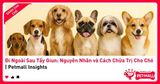 Đi Ngoài Sau Tẩy Giun: Nguyên Nhân và Cách Chữa Trị Cho Chó | Petmall Insights