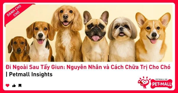 Đi Ngoài Sau Tẩy Giun: Nguyên Nhân và Cách Chữa Trị Cho Chó | Petmall Insights