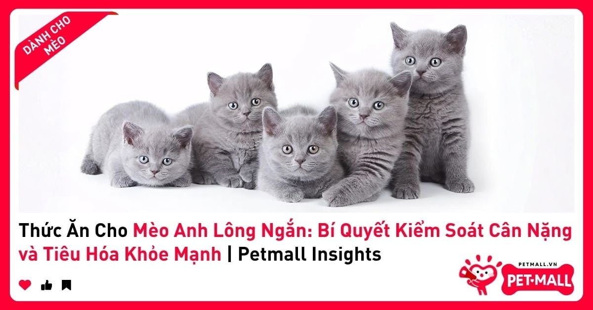 Thức Ăn Cho Mèo Anh Lông Ngắn: Bí Quyết Kiểm Soát Cân Nặng và Tiêu Hóa Khỏe Mạnh | Petmall Insights