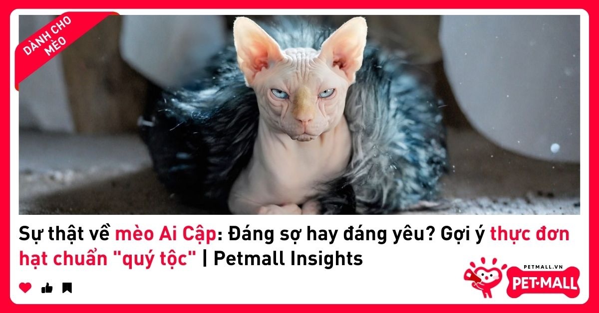Sự thật về mèo Ai Cập: Đáng sợ hay đáng yêu? Gợi ý thực đơn hạt chuẩn 