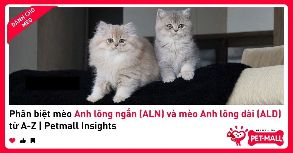 Phân biệt mèo Anh lông ngắn (ALN) và mèo Anh lông dài (ALD) từ A-Z | Petmall Insights