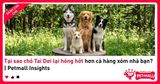 Tại sao chó Tai Dơi lại hóng hớt hơn cả hàng xóm nhà bạn? | Petmall Insights
