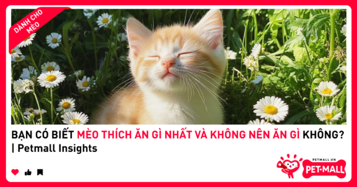 BẠN CÓ BIẾT MÈO THÍCH ĂN GÌ NHẤT VÀ KHÔNG NÊN ĂN GÌ KHÔNG?
