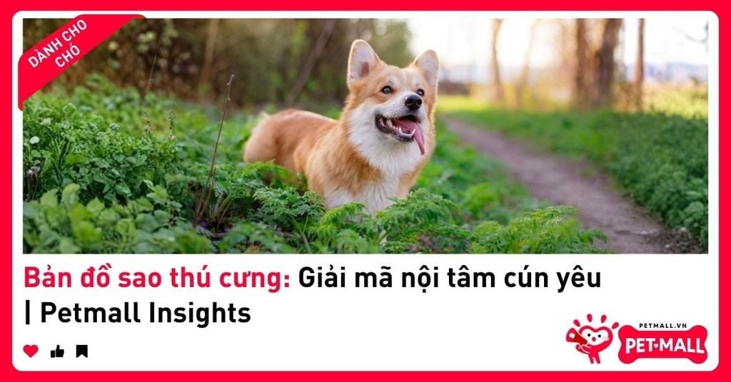 Bản đồ sao thú cưng: Giải mã nội tâm cún yêu | Petmall Insights
