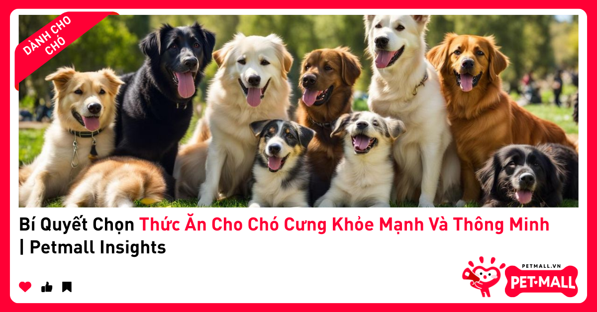 Bí Quyết Chọn Thức Ăn Cho Chó Cưng Khỏe Mạnh Và Thông Minh | Petmall Insights