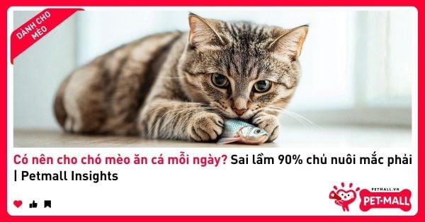 Có nên cho chó mèo ăn cá mỗi ngày? Sai lầm 90% chủ nuôi mắc phải | Petmall Insights