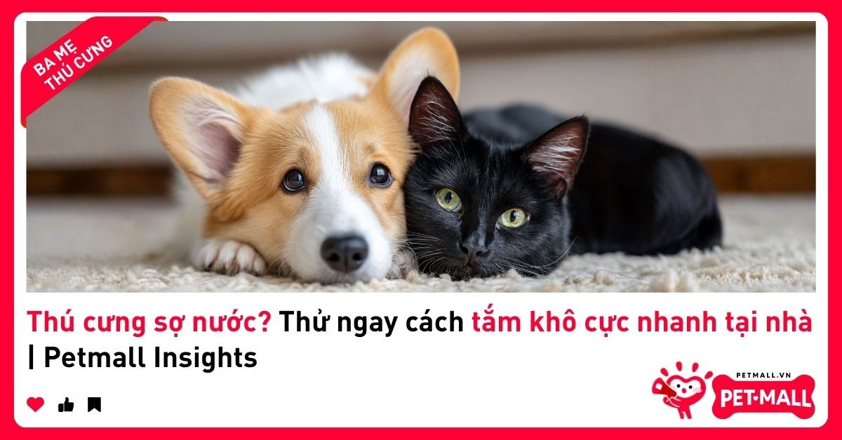 Thú cưng sợ nước? Thử ngay cách tắm khô cực nhanh tại nhà | Petmall Insights