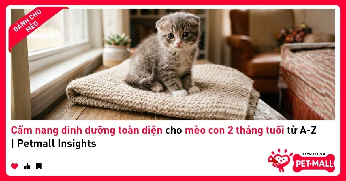 Cẩm nang dinh dưỡng toàn diện cho mèo con 2 tháng tuổi từ A-Z | Petmall Insights
