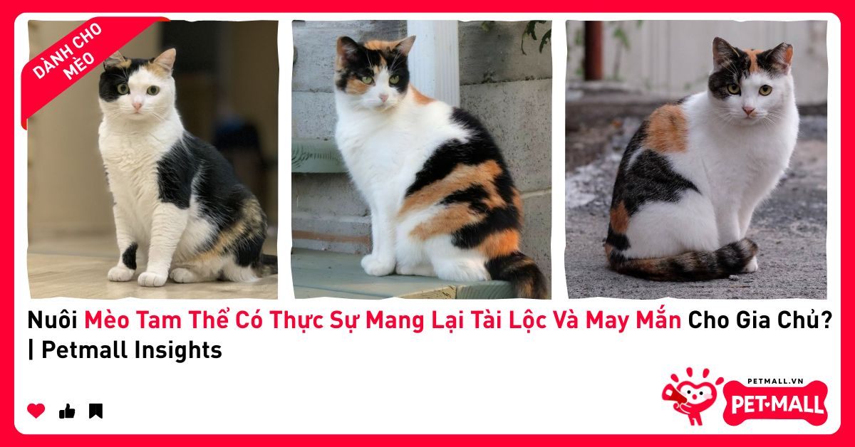 Nuôi Mèo Tam Thể Có Thực Sự Mang Lại Tài Lộc Và May Mắn Cho Gia Chủ? | Petmall Insights
