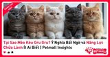 Tại Sao Mèo Kêu Gru Gru? Ý Nghĩa Bất Ngờ và Năng Lực Chữa Lành Ít Ai Biết | Petmall Insights