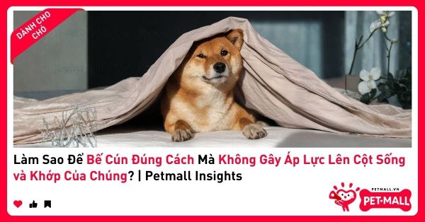 Làm Sao Để Bế Cún Đúng Cách Mà Không Gây Áp Lực Lên Cột Sống và Khớp Của Chúng? | Petmall Insights