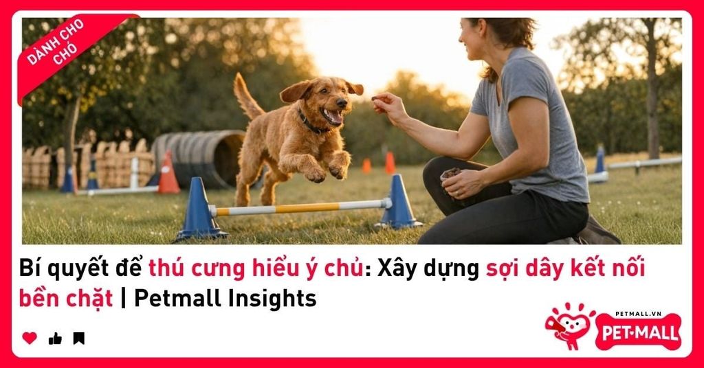 Bí quyết để thú cưng hiểu ý chủ: Xây dựng sợi dây kết nối bền chặt | Petmall Insights