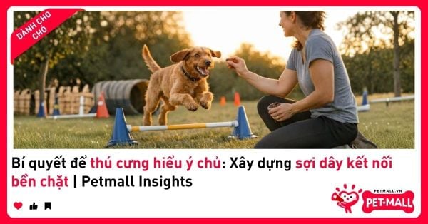Bí quyết để thú cưng hiểu ý chủ: Xây dựng sợi dây kết nối bền chặt | Petmall Insights