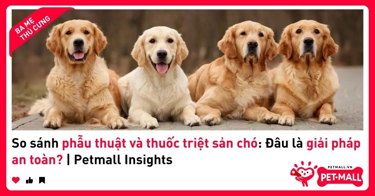 So sánh phẫu thuật và thuốc triệt sản chó: Đâu là giải pháp an toàn? | Petmall Insights
