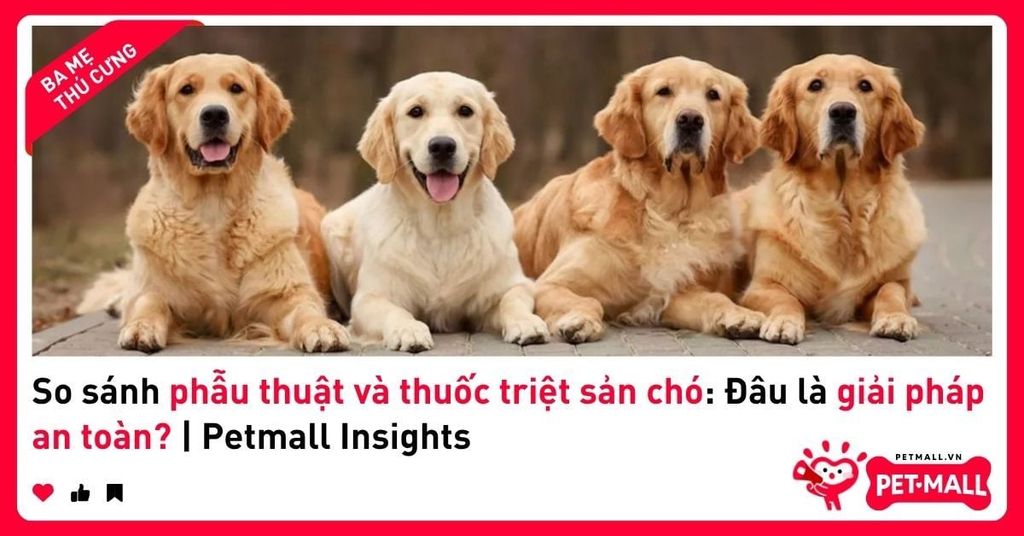 So sánh phẫu thuật và thuốc triệt sản chó: Đâu là giải pháp an toàn? | Petmall Insights