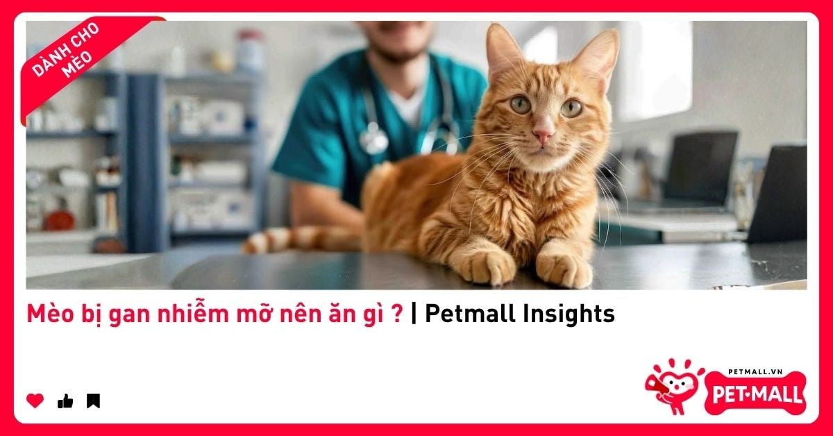 Mèo bị gan nhiễm mỡ nên ăn gì ? | Petmall Insights