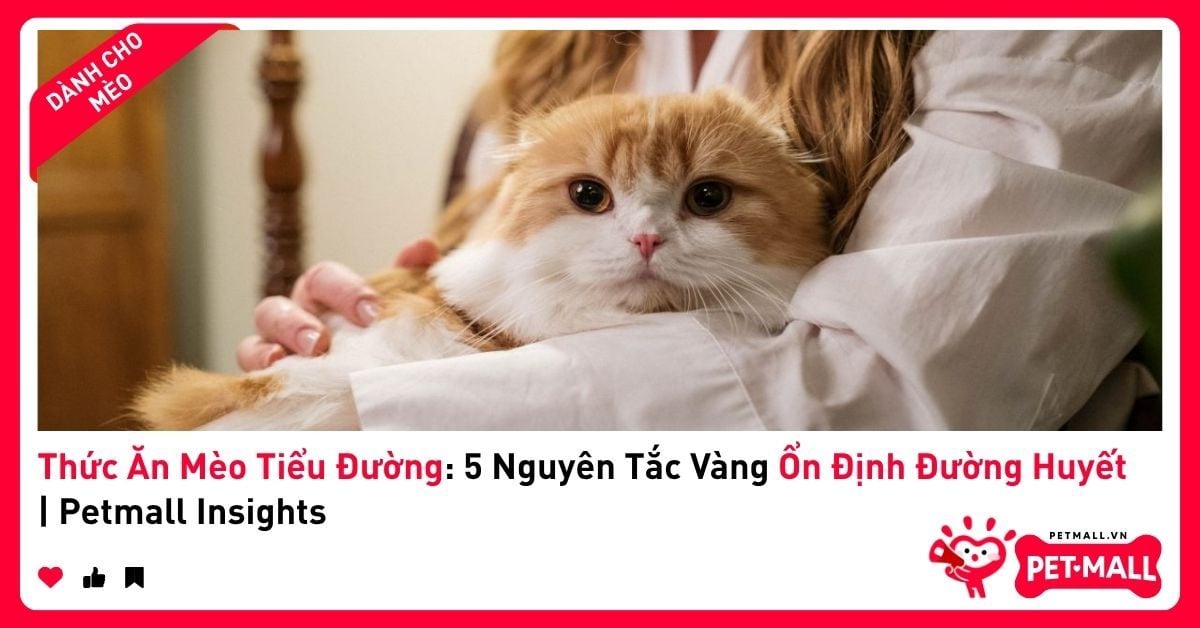 Thức Ăn Mèo Tiểu Đường: 5 Nguyên Tắc Vàng Ổn Định Đường Huyết | Petmall Insights