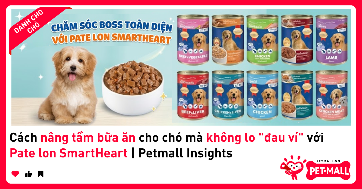 Cách nâng tầm bữa ăn cho chó mà không lo 