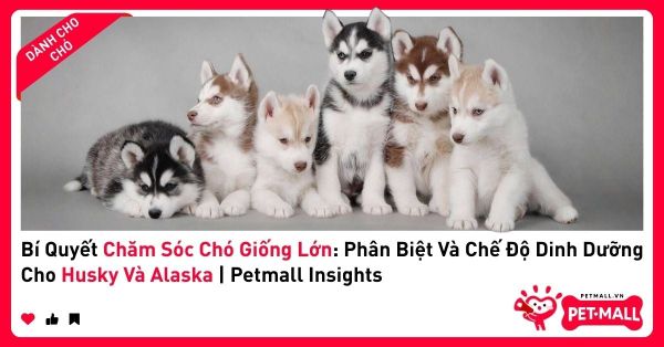 Bí Quyết Chăm Sóc Chó Giống Lớn: Phân Biệt Và Chế Độ Dinh Dưỡng Cho Husky Và Alaska | Petmall Insights
