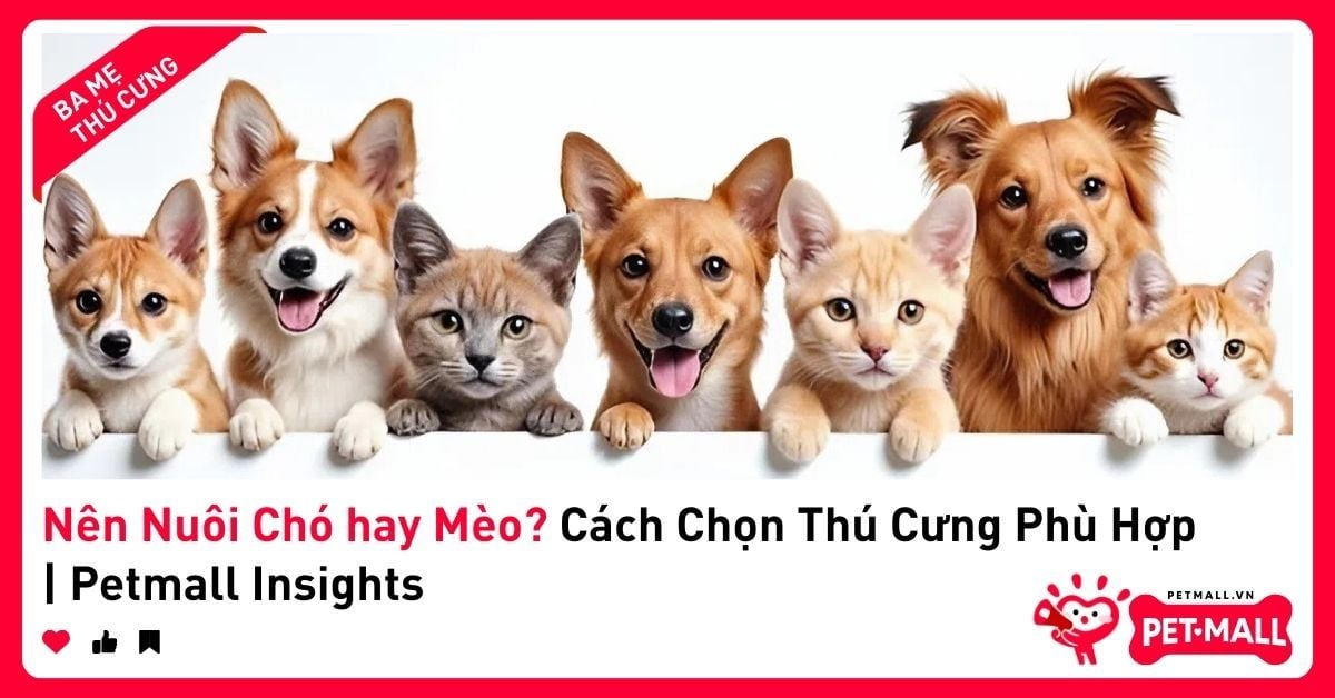 Nên Nuôi Chó hay Mèo? Cách Chọn Thú Cưng Phù Hợp | Petmall Insights