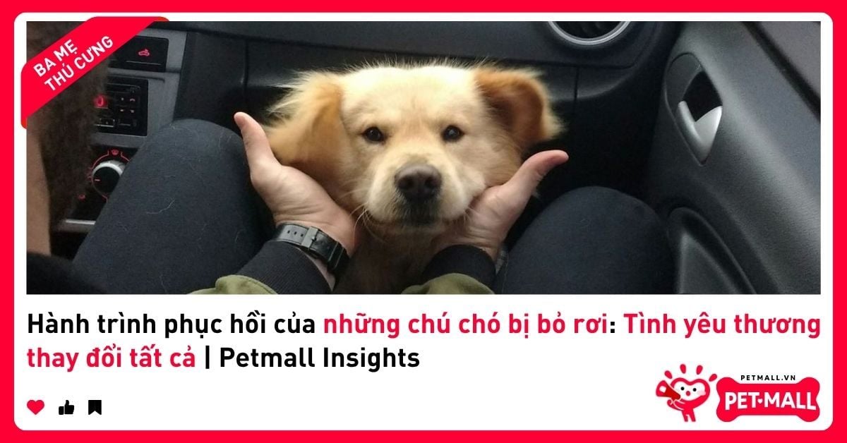 Hành trình phục hồi của những chú chó bị bỏ rơi: Tình yêu thương thay đổi tất cả | Petmall Insights