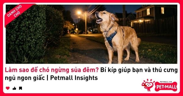 Làm sao để chó ngừng sủa đêm? Bí kíp giúp bạn và thú cưng ngủ ngon giấc | Petmall Insights