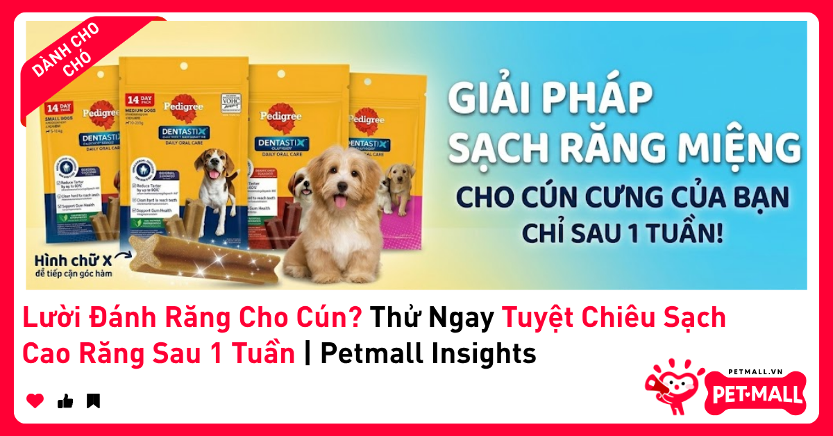 Lười Đánh Răng Cho Cún? Thử Ngay Tuyệt Chiêu Sạch Cao Răng Sau 1 Tuần | Petmall Insights