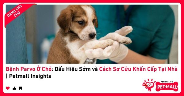 Bệnh Parvo Ở Chó: Dấu Hiệu Sớm và Cách Sơ Cứu Khẩn Cấp Tại Nhà | Petmall Insights