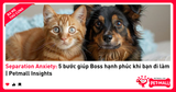 Separation Anxiety: 5 bước giúp Boss hạnh phúc khi bạn đi làm | Petmall Insights