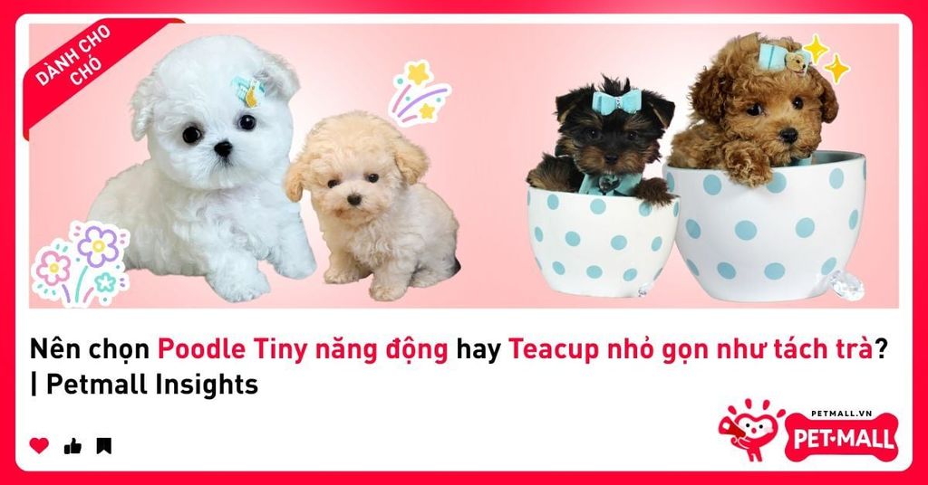 Nên chọn Poodle Tiny năng động hay Teacup nhỏ gọn như tách trà? | Petmall Insights