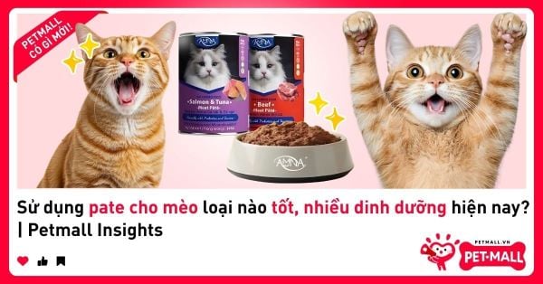 Sử dụng pate cho mèo loại nào tốt, nhiều dinh dưỡng hiện nay? | Petmall Insights