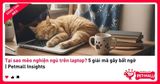 Tại sao mèo nghiện ngủ trên laptop? 5 giải mã gây bất ngờ | Petmall Insights