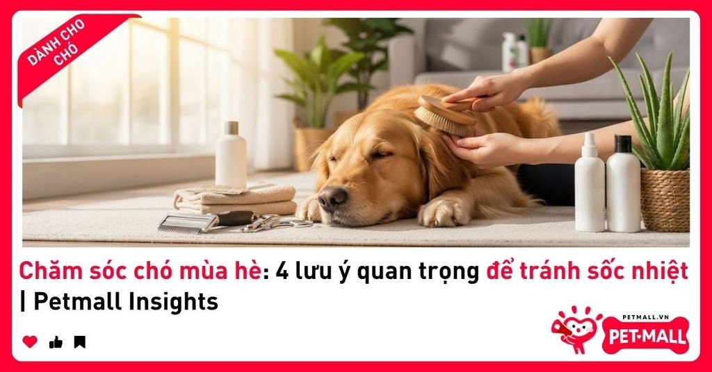 Chăm sóc chó mùa hè: 4 lưu ý quan trọng để tránh sốc nhiệt | Petmall Insights