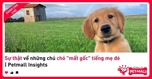 Sự thật về những chú chó 