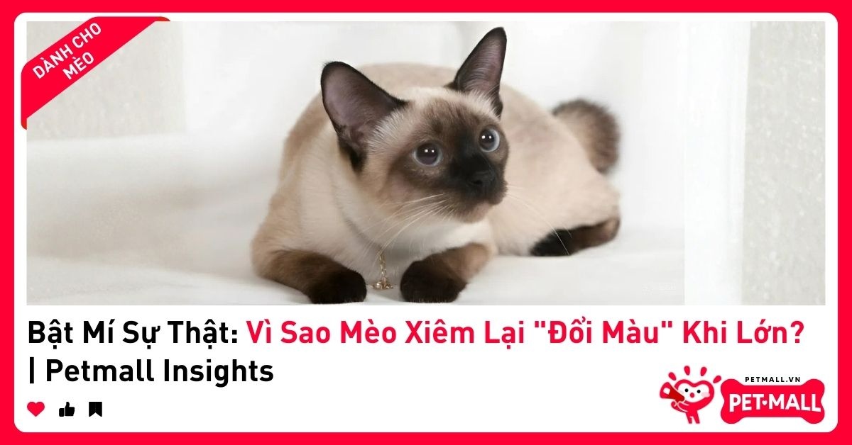 Bật Mí Sự Thật: Vì Sao Mèo Xiêm Lại 
