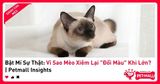 Bật Mí Sự Thật: Vì Sao Mèo Xiêm Lại 