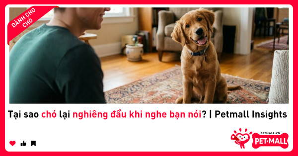 Tại sao chó lại nghiêng đầu khi nghe bạn nói? | Petmall Insights