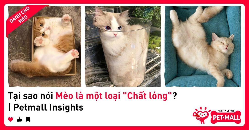 Tại sao nói Mèo là một loại 