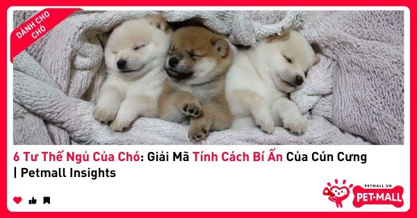 6 Tư Thế Ngủ Của Chó: Giải Mã Tính Cách Bí Ẩn Của Cún Cưng | Petmall Insights