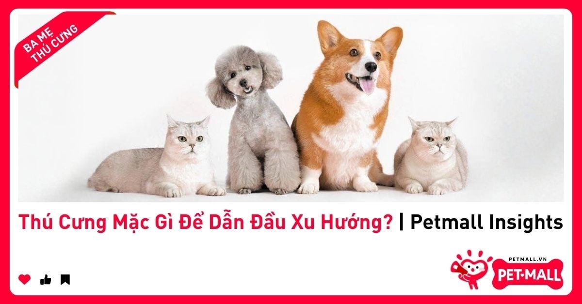 Thú Cưng Mặc Gì Để Dẫn Đầu Xu Hướng? | Petmall Insights