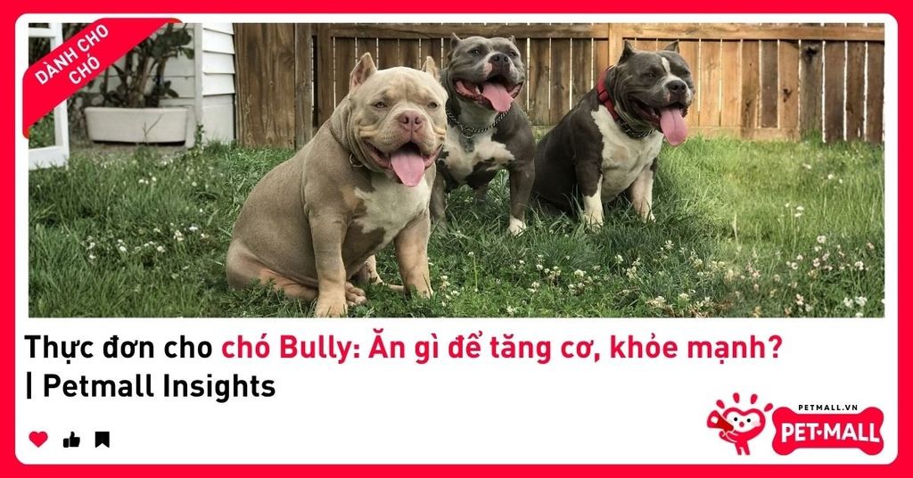 Thực đơn cho chó Bully: Ăn gì để tăng cơ, khỏe mạnh? | Petmall Insights