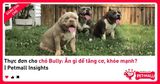 Thực đơn cho chó Bully: Ăn gì để tăng cơ, khỏe mạnh? | Petmall Insights