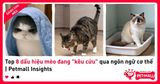 Top 8 dấu hiệu mèo đang 