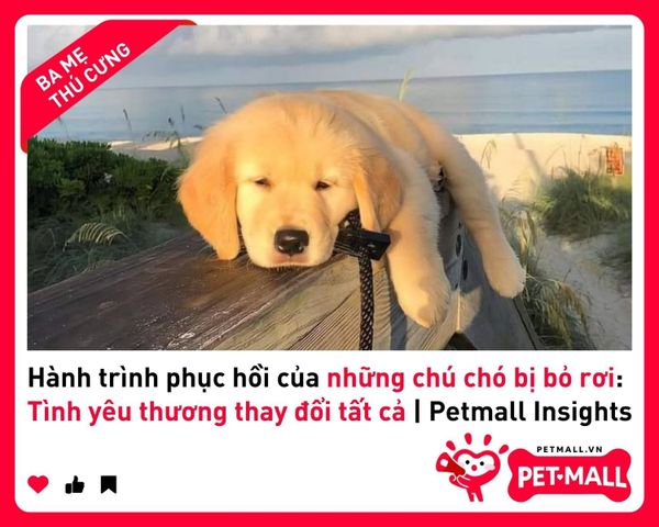 Hành trình phục hồi của những chú chó bị bỏ rơi: Tình yêu thương thay đổi tất cả | Petmall Insights 2