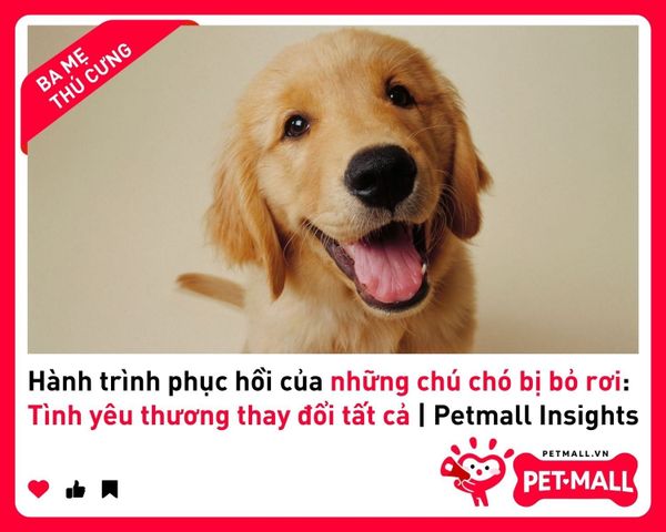 Hành trình phục hồi của những chú chó bị bỏ rơi: Tình yêu thương thay đổi tất cả | Petmall Insights 3