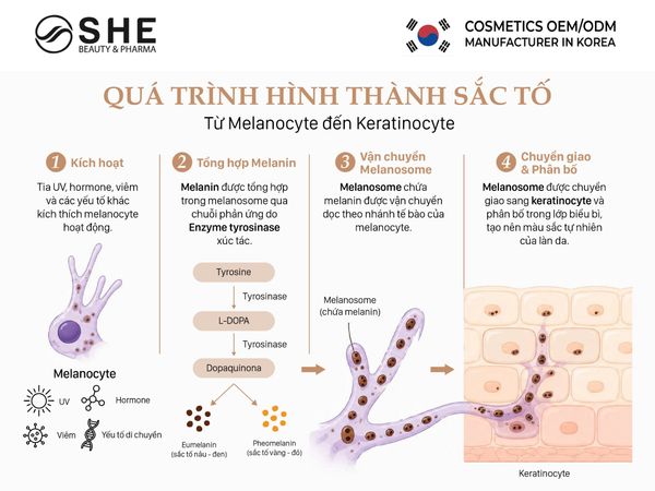 gia công sản phẩm hỗ trợ làm sáng da