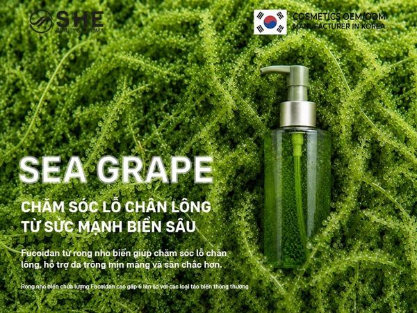 sea grape