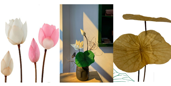 Hoa sen preserved là gì và khác hoa sen tươi như thế nào | Wild Bloom